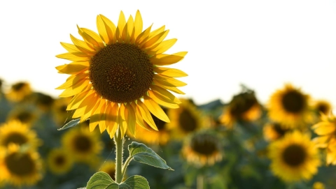 Let's Grow: How to Reach More Customers