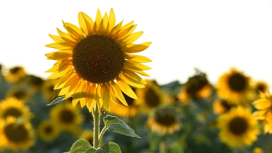 Let's Grow: How to Reach More Customers